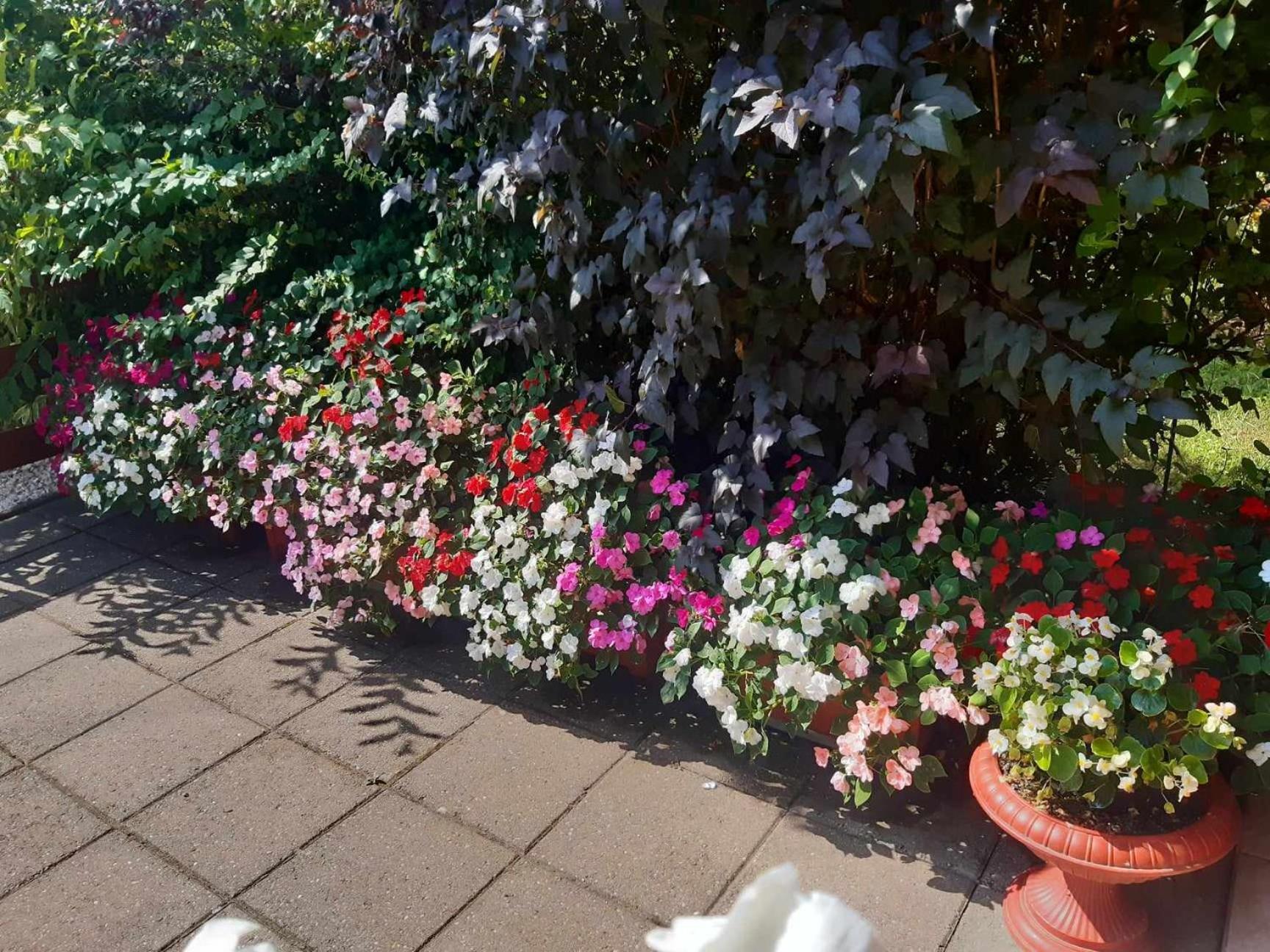 Gyoengyvirag Apartment Romhány 외부 사진